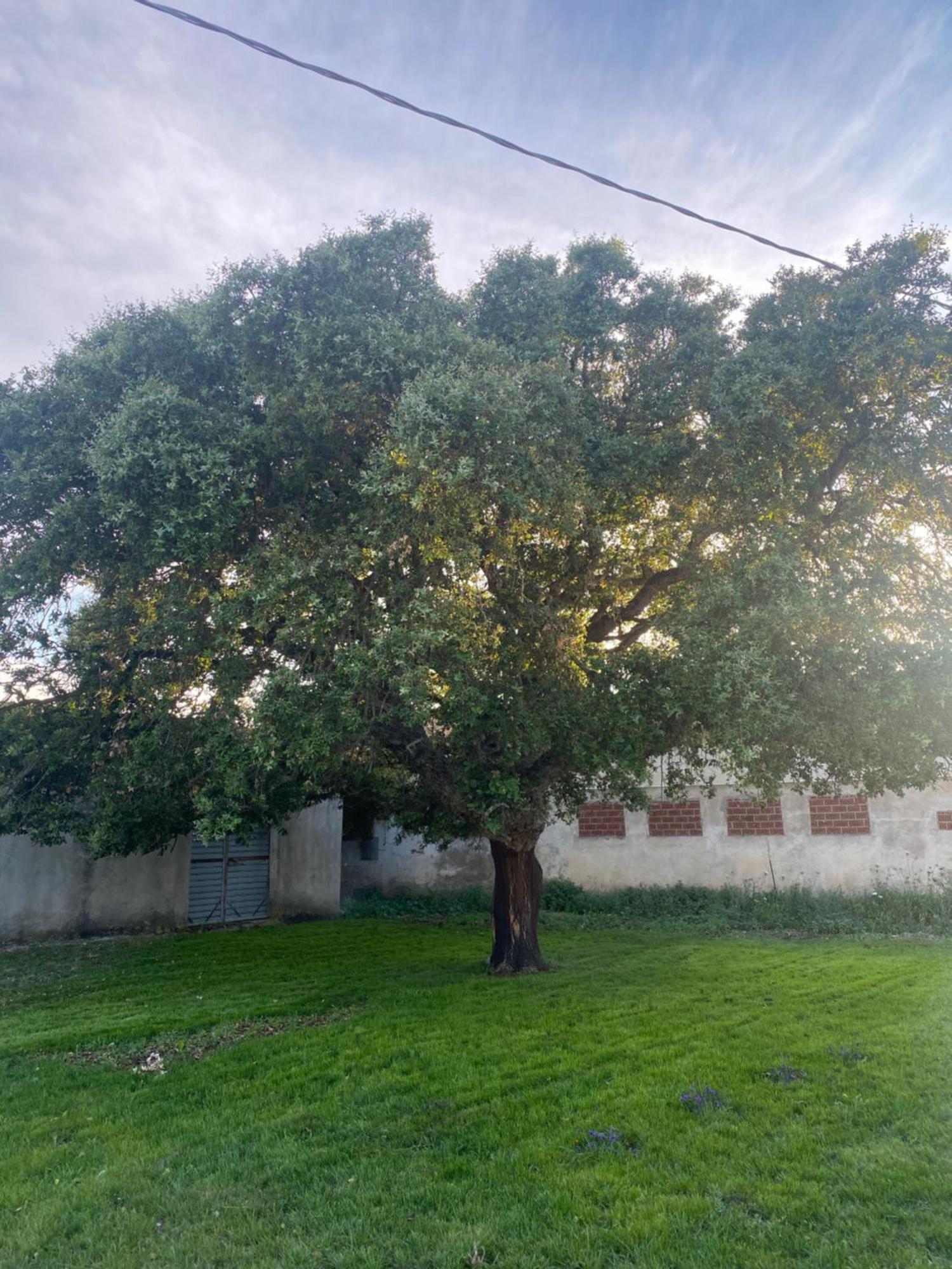 Il Vecchio Casale B&B Sedini Exteriér fotografie